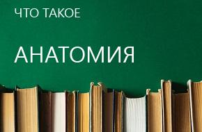 что такое Анатомия